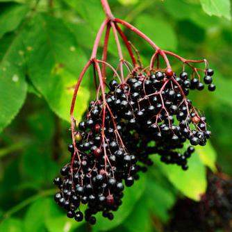 what forest plant with edible fruits