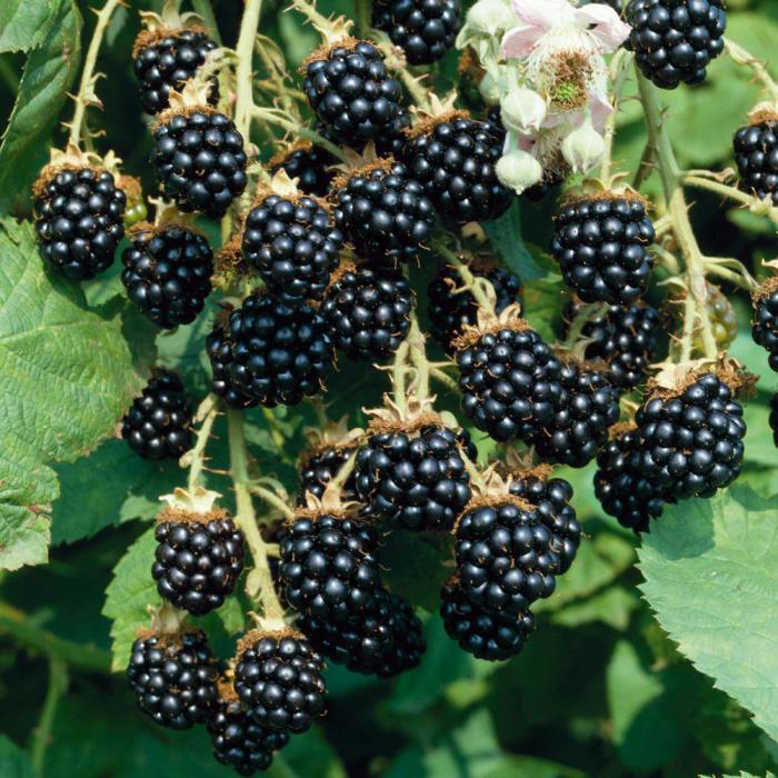 forest plant with edible fruits