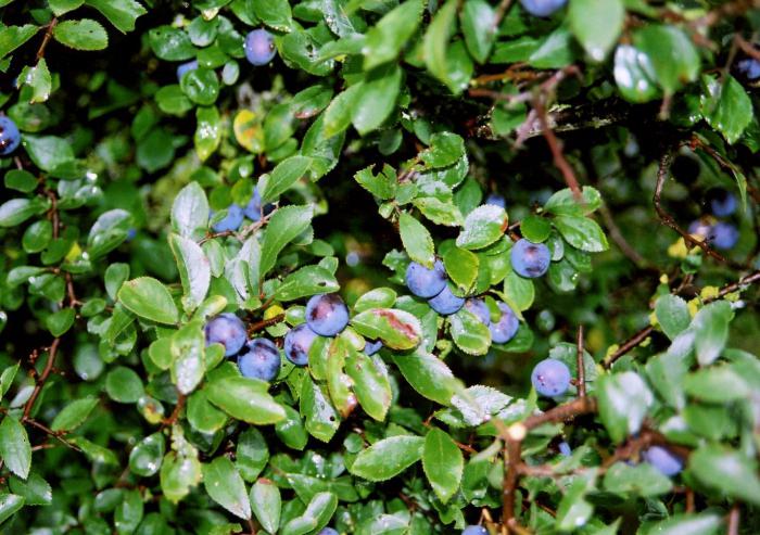 what is a forest plant with edible fruits