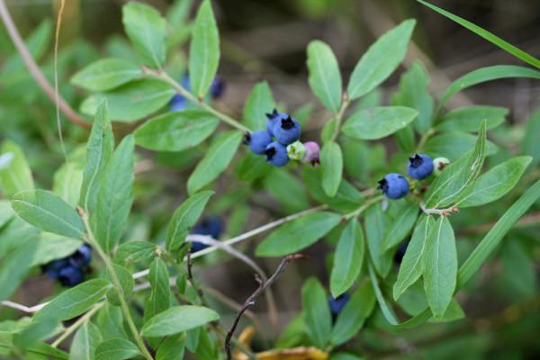 forest plants with edible fruits are