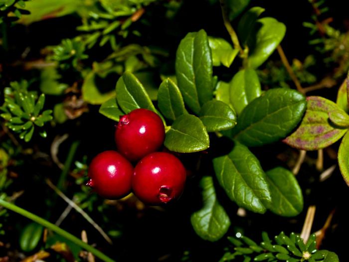 what are forest plants with edible fruits