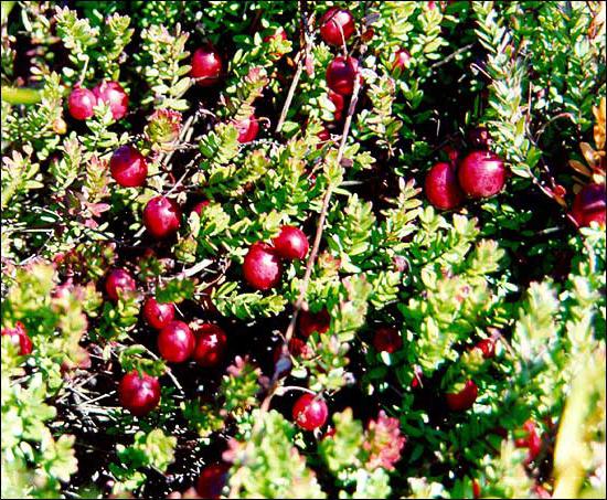 forest plant with edible name fruits