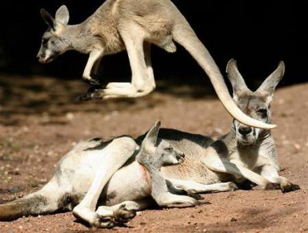 kangaroo cub