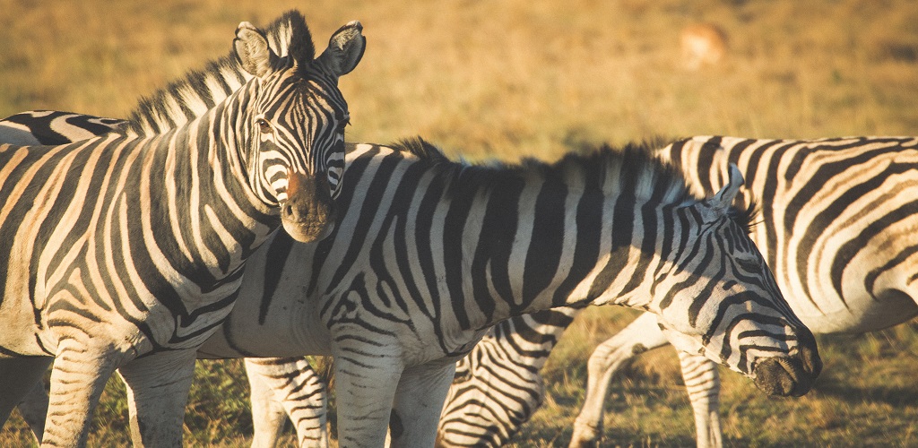 зебры животные африки
