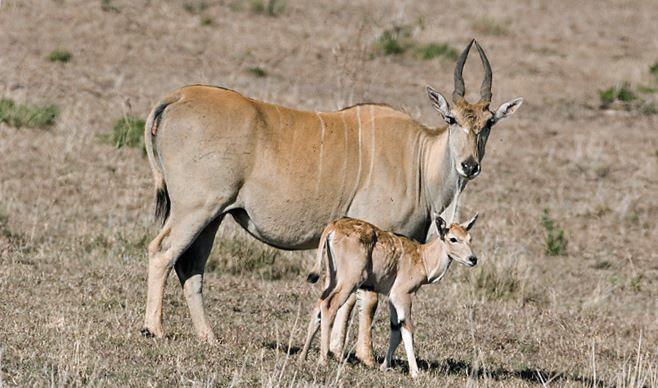антилопа канна животное африки