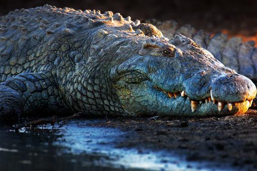 нильский крокодил - опасное животное африки