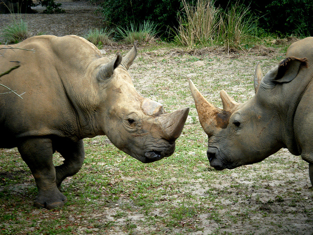 белый носорог - животное африки