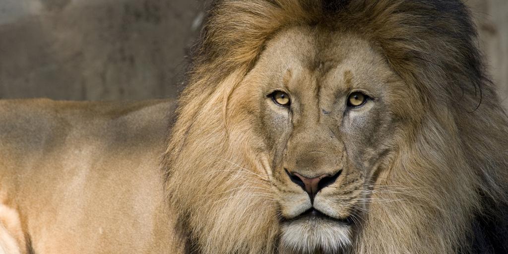 лев - один из главных животных африки