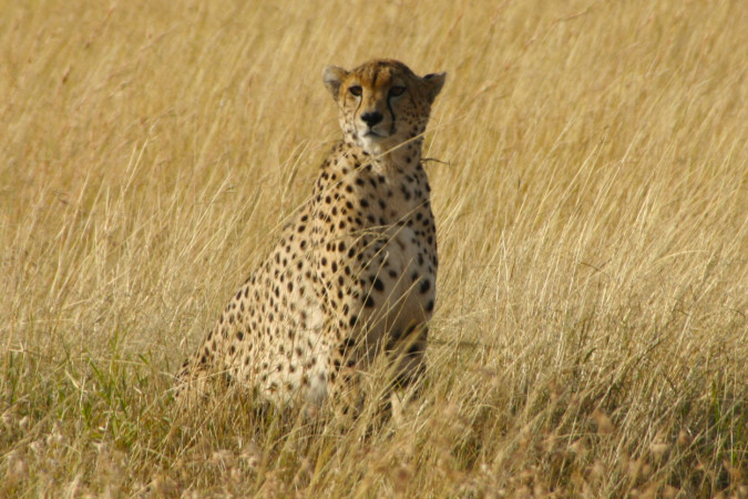 гепард - самое быстрое животное африки