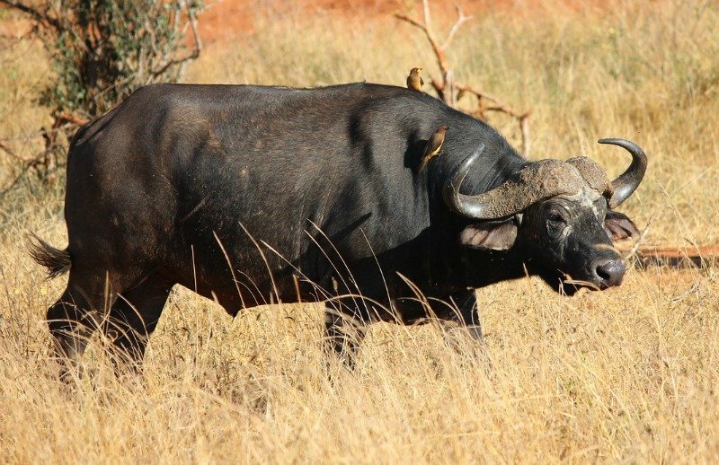 буйвол - обитатель африканской саванны