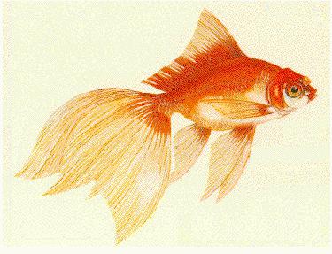 golden fish indian folk tale