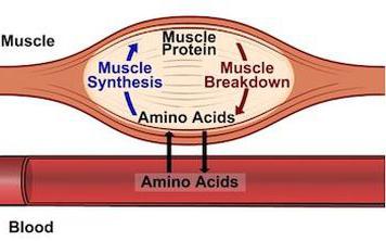 катаболизм белков 