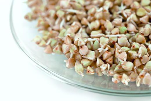 buckwheat sprouted grains