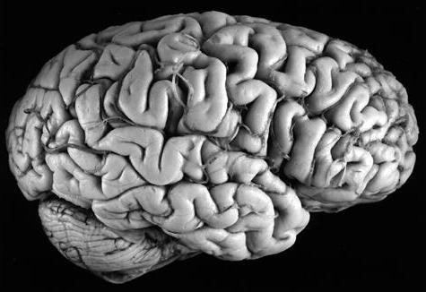 medial surface of the brain