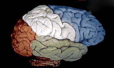 superior lateral surface of the cerebral hemisphere