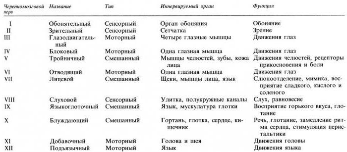 черепные нервы 12 пар анатомия таблица