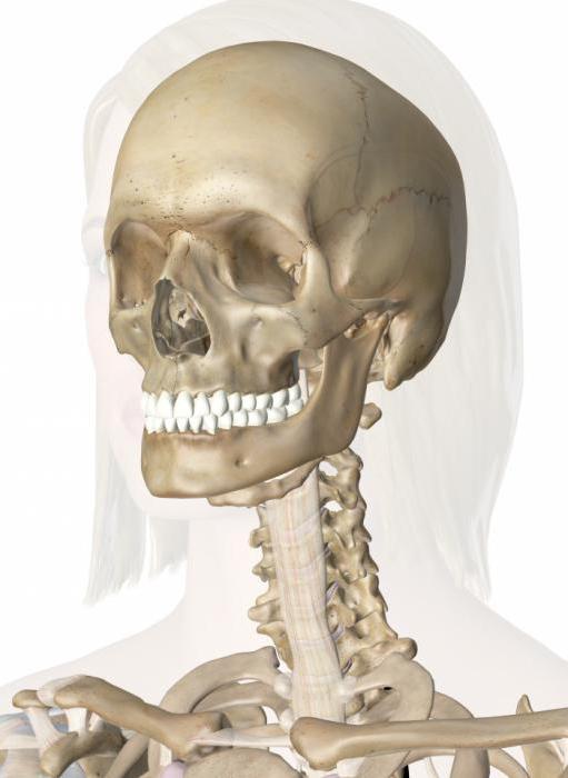 кости лицевого черепа анатомия