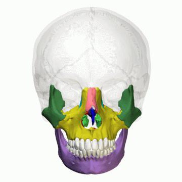 кости лицевого отдела черепа человека