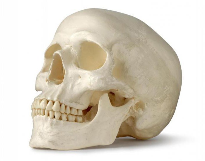 кости лицевого отдела черепа