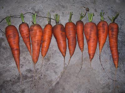 когда можно убирать морковь с грядки