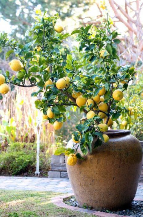 желтые пятна на листьях лимона