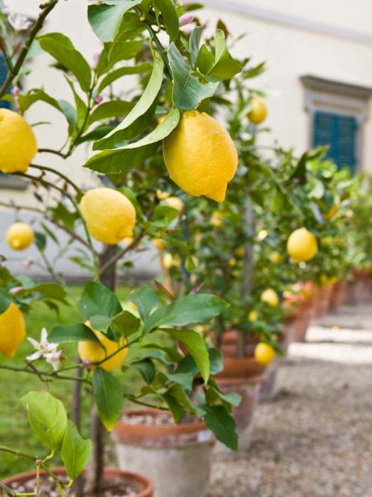 Как вылечить лимон желтеют пятнами листья thumbnail