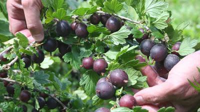 top dressing currant bushes in autumn