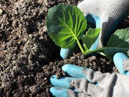 planting cabbage seedlings at home