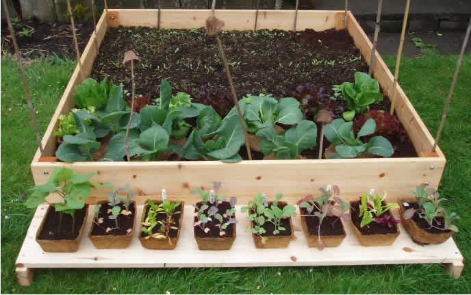 what to sow in March for seedlings