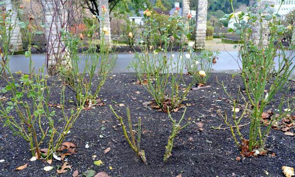 planting roses in the spring in the ground