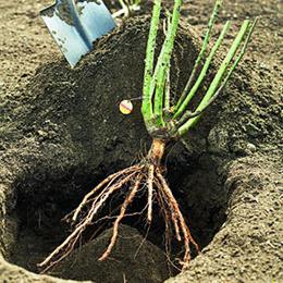 planting roses in the open ground in spring