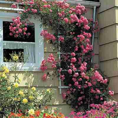 посадка плетистых роз весной в грунт
