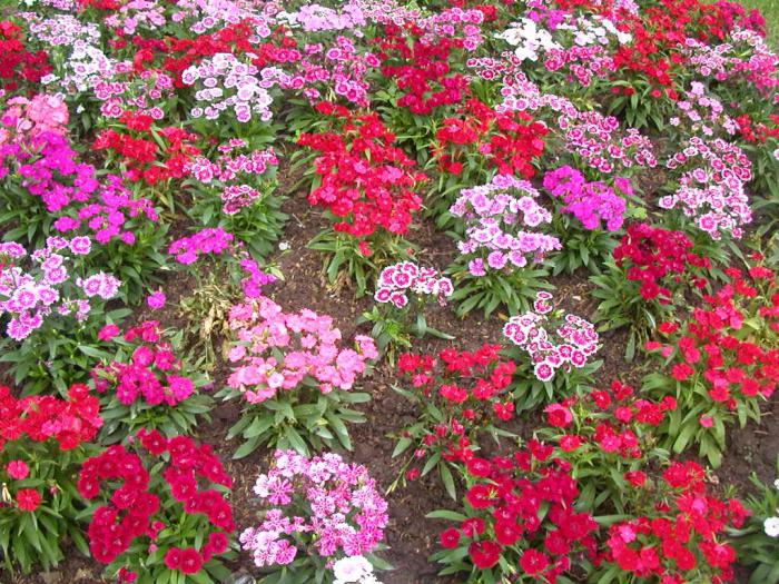 Рано цветущие цветы для сада фото