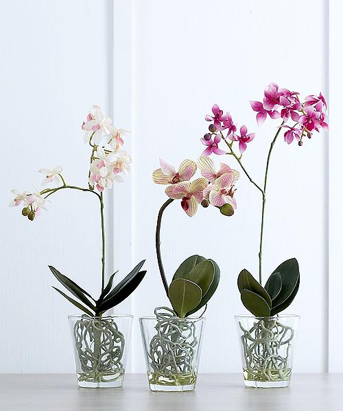 стеклянные горшки для орхидей