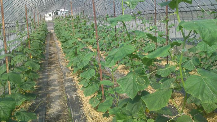 cucumber seeds emerald stream