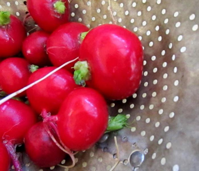 Is it possible to eat radish during pregnancy