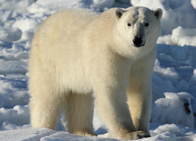 Mysteries about polar bears