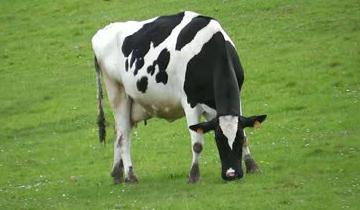 удои у коров или сколько коровка дает молока