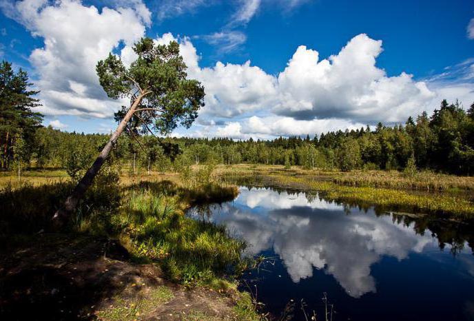 Black Lake Zelenograd photo