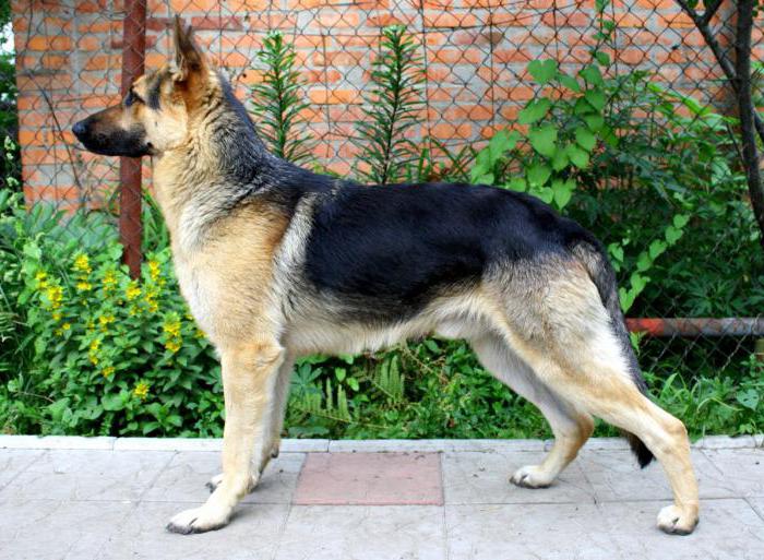 Russian dog breeds