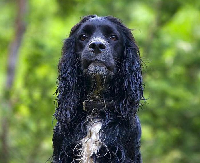 Russian spaniel