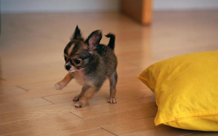 Toy Terrier