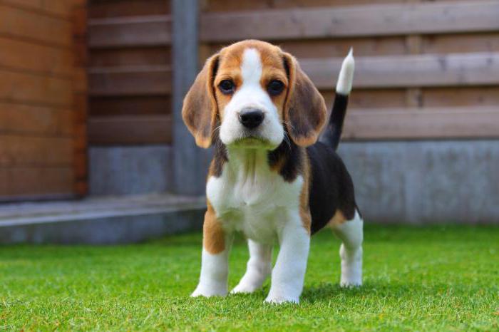 beagle