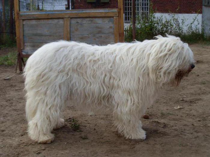 собака русская овчарка