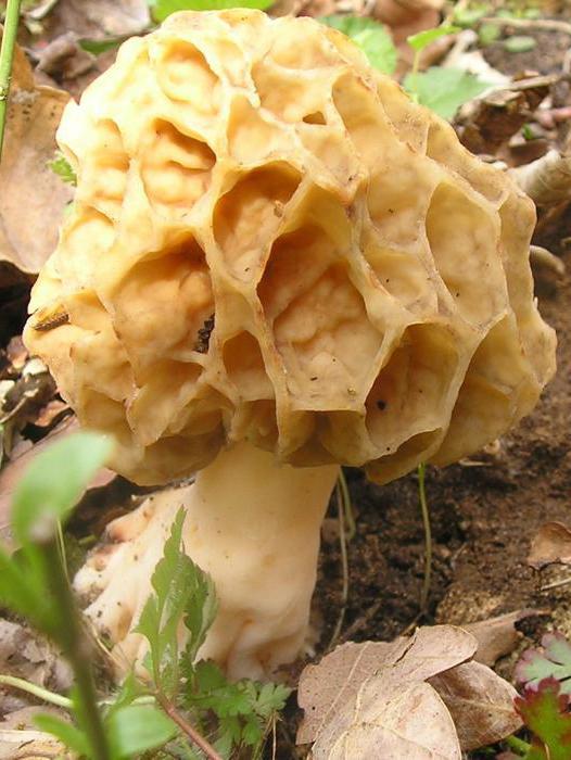 характеристика сумчатых грибов