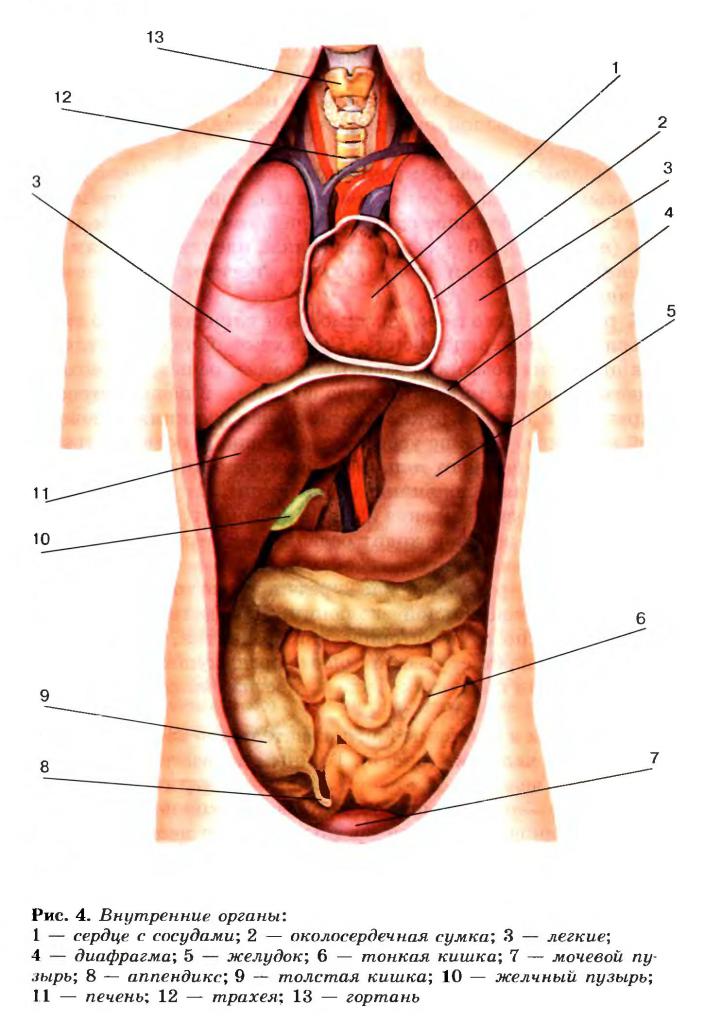 внутренние органы человека фото