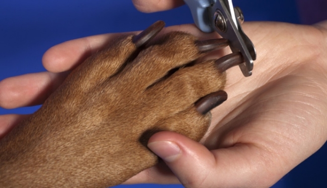 dog injured a nail how to stop blood