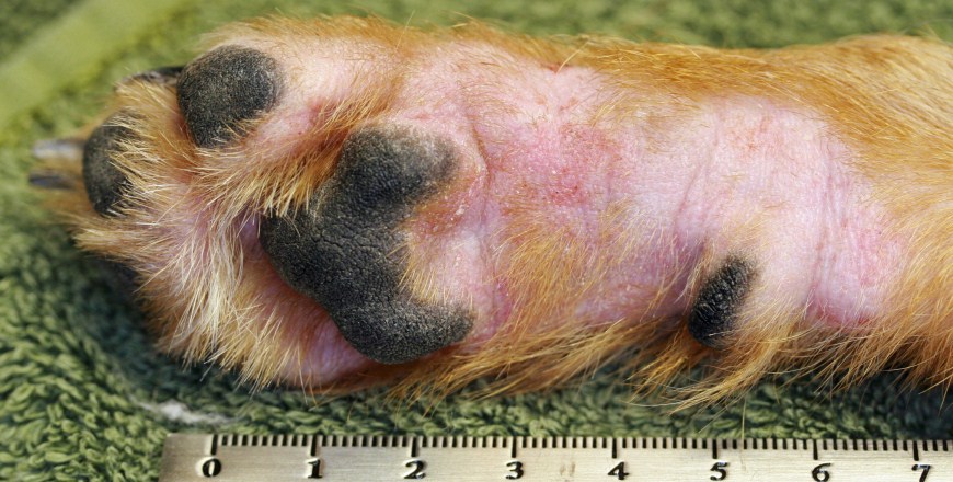 dog flea dermatitis