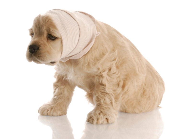 how to treat a dog’s wound