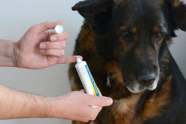 Can a dog treat a wound with ointment